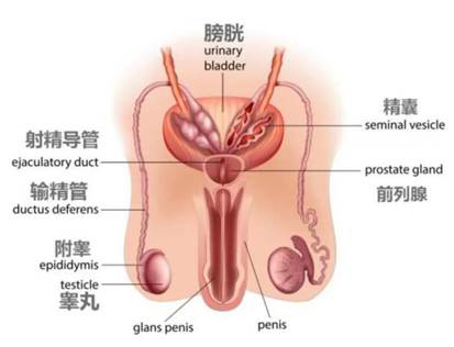 修复受损肾脏，干细胞攻破男性六大生殖健康难题